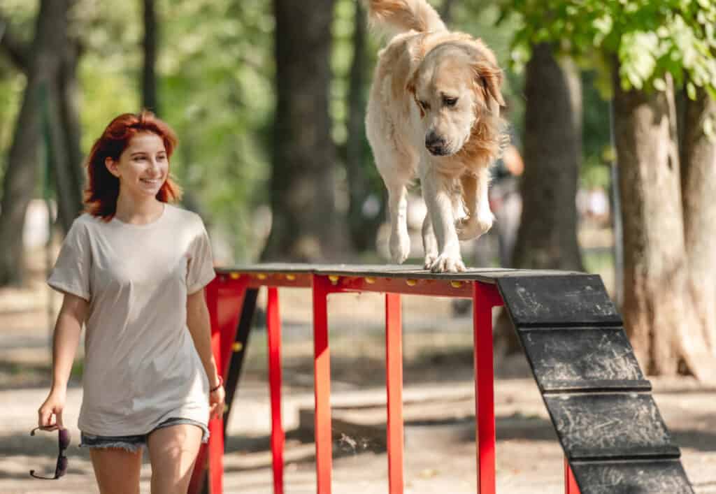 teenager girl training golden retriever dog park exercising outdoors
