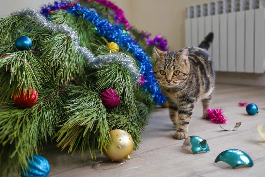 cat next to fallen tree with broken ornaments
