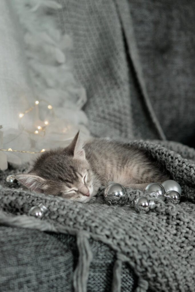 Cute gray kitten is sleeping with bokeh christmas lights in background